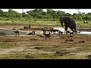 Elephant vs Wild Dogs at Waterhole.