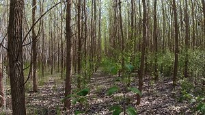 Rows of tree trees in the forest and a view of their canopy by walking through a privately planted forest.