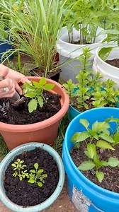 Planting MIDNIGHT SNACK TOMATO seedlings 🍅 🌱 #containergarden #backyardgarden #njgardening | Che Thompson