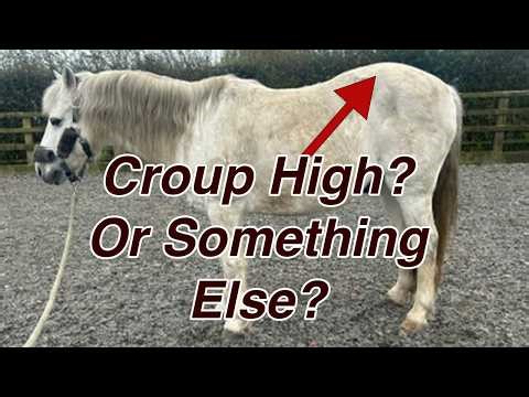 Is Your Horse Really Croup High?