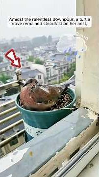 A woman helped the mother turtle dove to raise her babies #shorts #animals