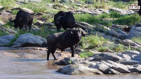 Surprising Buffalo Herd Navigates The Riverbed Safari