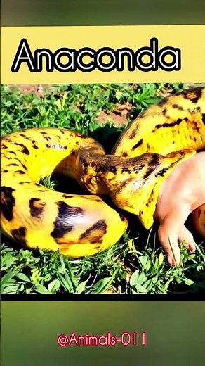anaconda attack//anaconda eating pig #ytshorts
