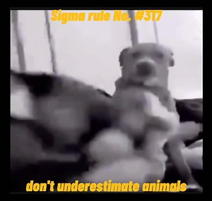 Sigma Dog 🔥😂🔥 Bruce Lee Ka Bap he | Memes By Shohab