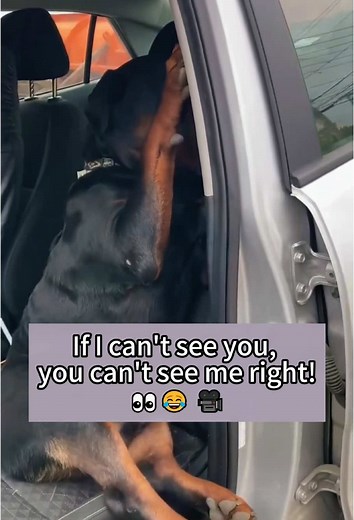 ❤️funny rottweiler#rottweiler #rottweilersoftiktok #rottweilerpuppy #rottweilerlife#fyp #funny #pet #cute#foryou#dog #funnydogs#funnyvideos#funnyanimal #funnytiktok #puppy #dogsoftiktok