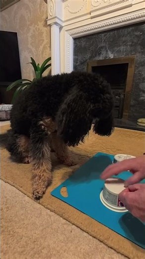 2025-12-05-Ruby plays find the kibble