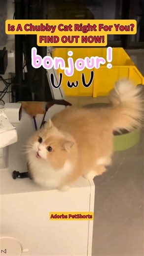 🤔♥️Is A Chubby Cat Right For You? | FIND OUT NOW!😱🐾 #shorts #chubbycat #cute