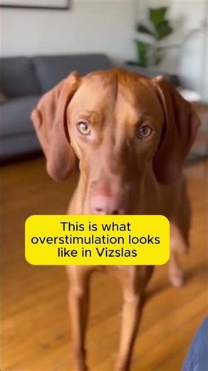 This is what overstimulation looks like in Vizslas