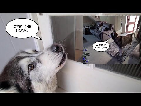 Sherpa is so Confused when Bestie Keyush Disappears!