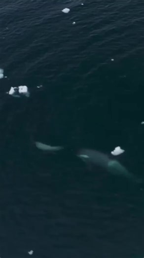 The Surprising Threat of Killer Whales in Safe Waters