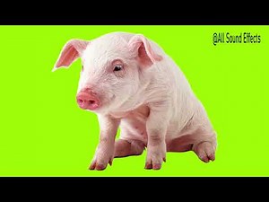 Pig Sound Effect