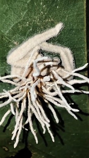 Mind Control Fungus..😨🤯 Zombie fungus Explained 🗝️