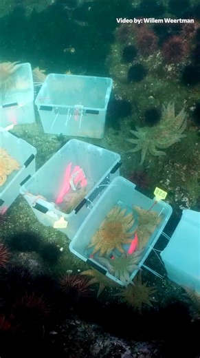 University of Washington on Instagram: "Late last summer, researchers at Friday Harbor Labs released 29 lab grown sunflower sea stars into an urchin hot spot near San Juan Island with the hope that they will help keep the urchin population in check."
