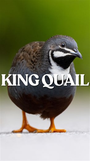 The latest craze in town! This is the King Quail - is one of the smallest quail species in the world, and a shy ground-dweller that you can find in Singapore’s grasslands, scrublands, and rural fringes! These elusive birds forage quietly among low vegetation for seeds, insects, and small invertebrates, rarely flying unless startled. | The Untamed Paths