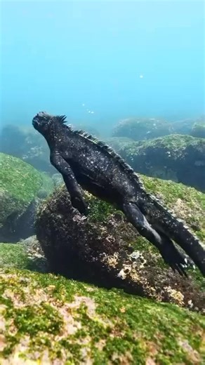 Straight out of a science fiction novel but actually… a real animal! 🦎 The Marine iguana is a particularly strange sea water creature found only in the Galápagos Islands. 🇪🇨 Would you dive with one? 😎 📹 @alexsharks_ | Diving Adelaide & Online Dive Gear
