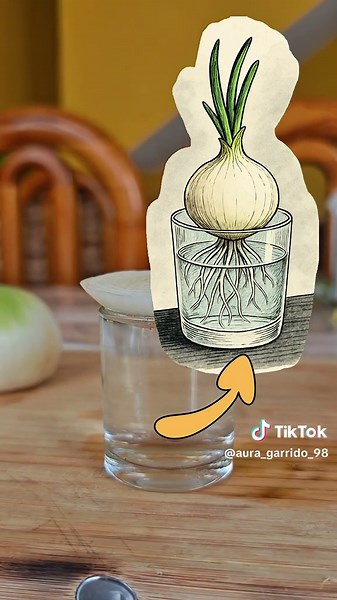 Cultivo Casero de Cebolla: Mini Experimento desde Cero