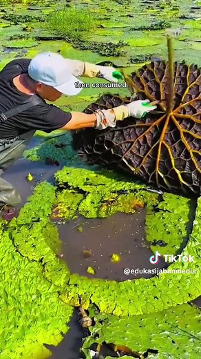 Khasiat Buah Bunga Teratai: 10 Manfaat Keindahan Herbal dan Unik