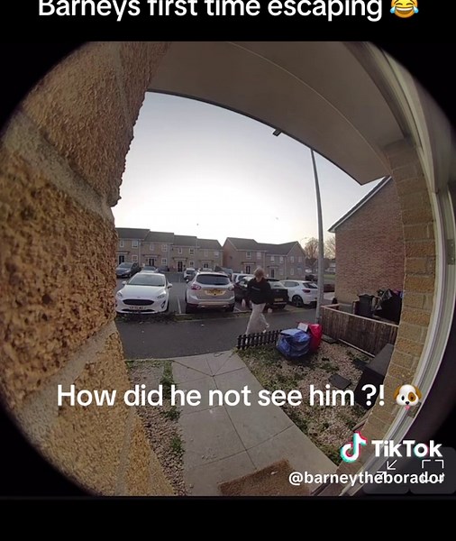 He was found next door getting belly rubs #barneytheborador #dog #labcolliemix #cleverdog #ringseries