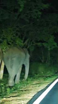 🦣 Night safari in Muthanga Forest #jollytrip #wildlifeindia #muthanga