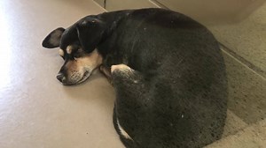 ✔️Rescued 🚨🚨CONFIRMED ON EUTH LIST! Must exit by TODAY 11/1/18! NO EXTENSIONS! Call the shelter immediately if you can save this dog! A plan is needed NOW otherwise this dog will be euthanized! STATUS RED "Nasal discharge--not improving on meds--urgent has been in shelter since 10/5/18 on euth list" https://petharbor.com/pet.asp?uaid=RVSD.A1478500 Shelter address: 6851 Van Buren Boulevard Riverside, California 92509 Phone: 951-358-7387 Rescue department: Rescue phone: 951-358-7302 Rescue email