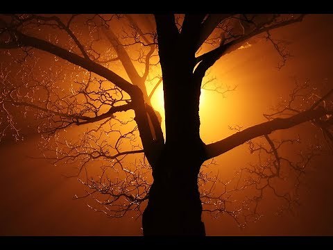 The Full Anatomy of a Tree