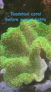 reef toadstool coral. #reeflife #marineaquarium #reef #saltwaterfix
