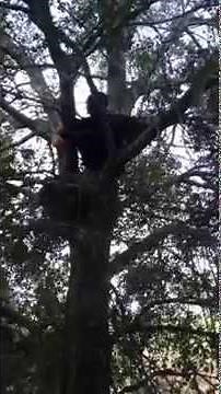 Climbing a Tree Barefoot