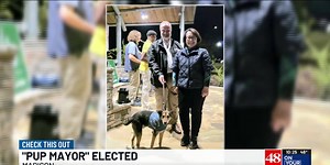 Meet Cooper: Madison’s newly sworn-in ‘pup mayor’