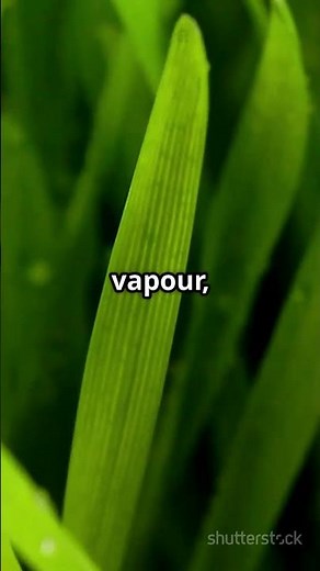 Dew Drops: Nature's Morning Magic! #lifetips101