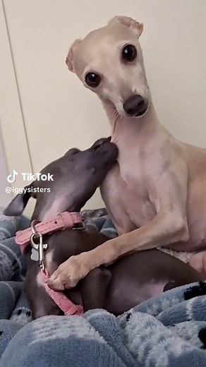 Adorable Moments of Italian Greyhound Love