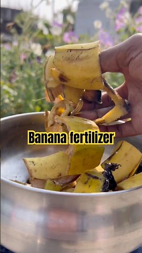 How to make banana peel liquid fertilizer at home✅ #divinegarden98 #bananafertilizer #shortsvideo