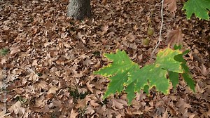 Plane tree leaves drying and falling to the ground in autumn