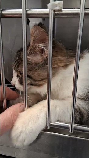 Cutest Baby Cat at the Shelter Gets Adopted 😭🐱❤️