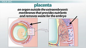 Extraembryonic Membranes in Humans
