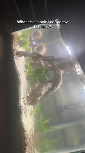 Essential Additions for a Thriving Betta Fish Tank