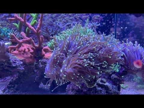 Custom Made Acrylic Reef and Frag Tank Setup