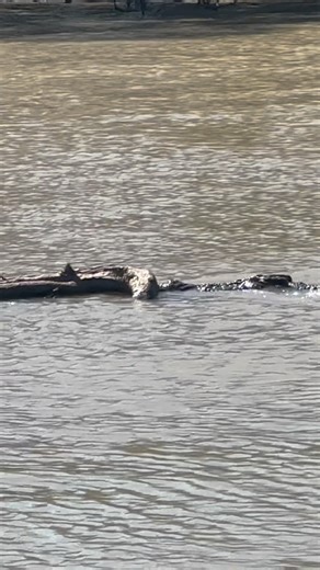 11K views · 5.8K reactions | Saltwater Crocodiles are the living...