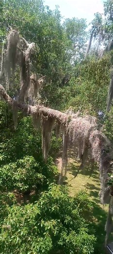 Removing a few leads from a live oak tree that the homeowner insisted on. Rick Lane Tree Service #treelife #work #trees #stihl #AdrenalineRush #creator | Ron Moore