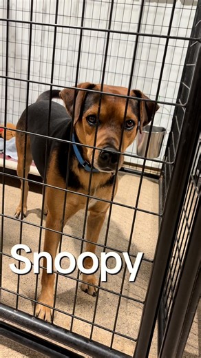 30K views · 660 reactions |  Looking for your new best friend? ...