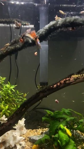 A closer look into the 55 gallon tank 🥰