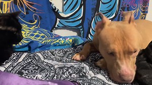 LAST CALL 😢 911 911 911 - the adopter backed out last minute and now Coco has ZERO time left. Tye finder of this poor dog is out of time to find an adopter but we’re making 1 final attempt. Please apply using the PRIVATE ADOPTION APP on our website. Cats only or no pets simply because there’s no time left for uncertainty with regard to other dogs now. TODAY ONLY 💔💔💔 COURTESY POST was discovred living outside in a crate 24/7 never let out of the crate. Fed table scraps through the crate. It’s