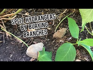 HOW TO SPLIT HYDRANGEAS QUICKLY - Burying Branches To Propagate New Roots Limelight & Endless Summer
