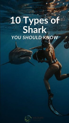 10 types of sharks You Should Know About