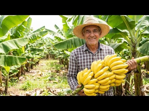 Inside Modern Banana Farms | Advanced Farming Technology Explained