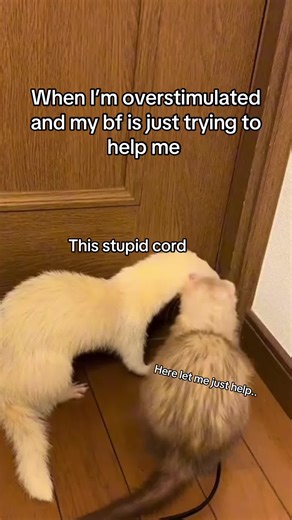 not my ferret just my friends ferrets #ferret #relatable #couples #reels #ferretok