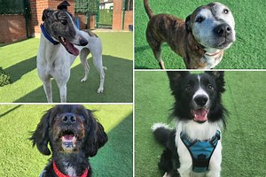 The 15 dogs at shelter near city hopeful for a fresh start - including Collies and Greyhounds