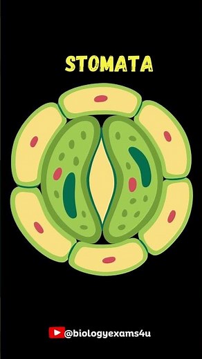 What is Stomata? | Stomata under the Microscope 🔬
