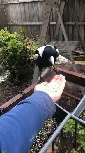 Magpie Returns for a Friendly Hand-Feeding Morning