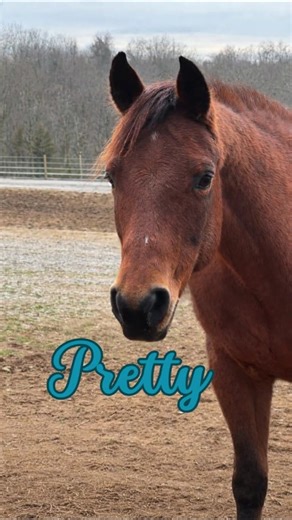 Meet The Broodmares