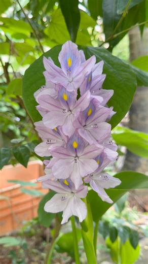 "Nature’s Art in Motion 🌺 | Stunning Flower Bloom" #shendiaries